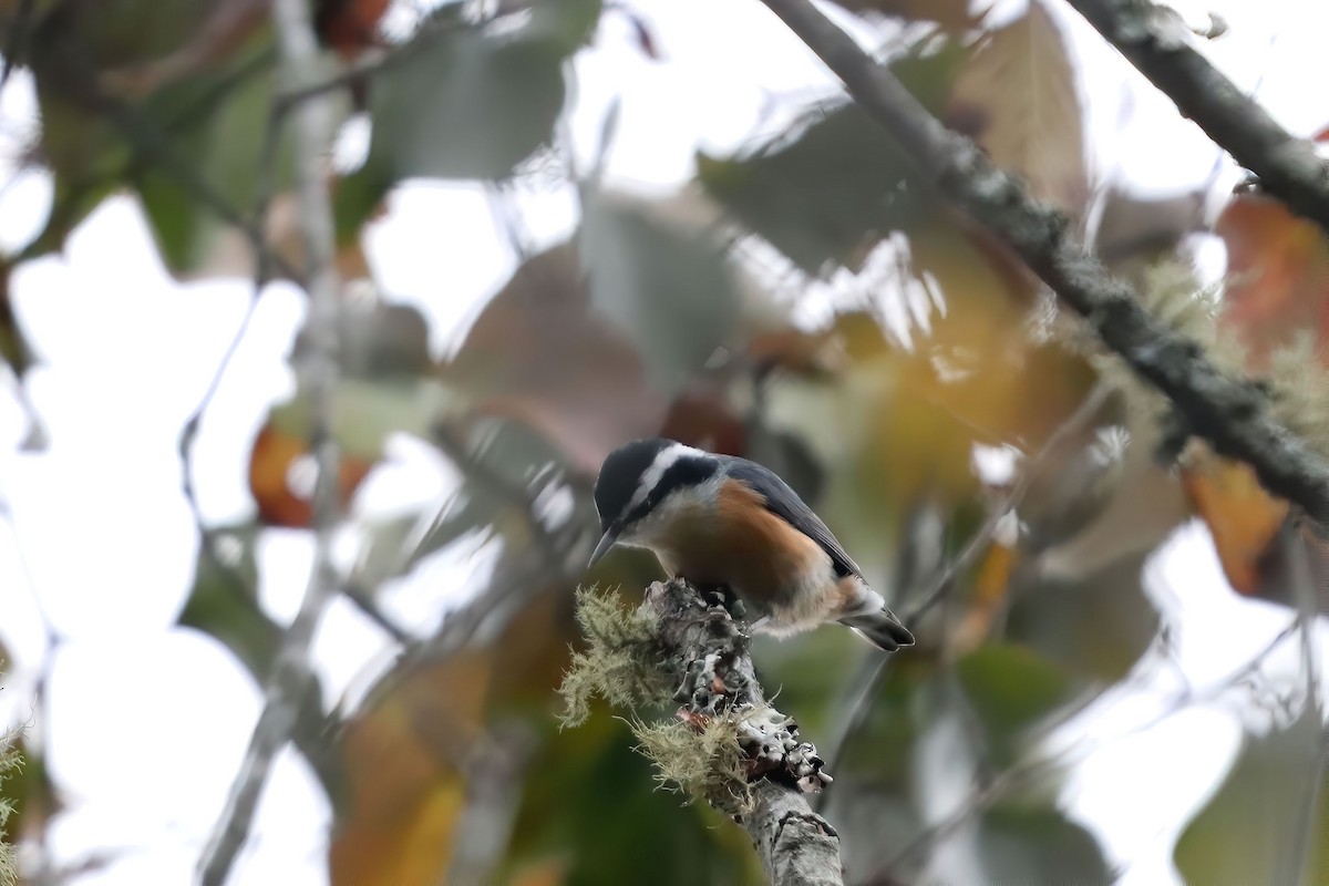 Red-breasted Nuthatch - ML483314211