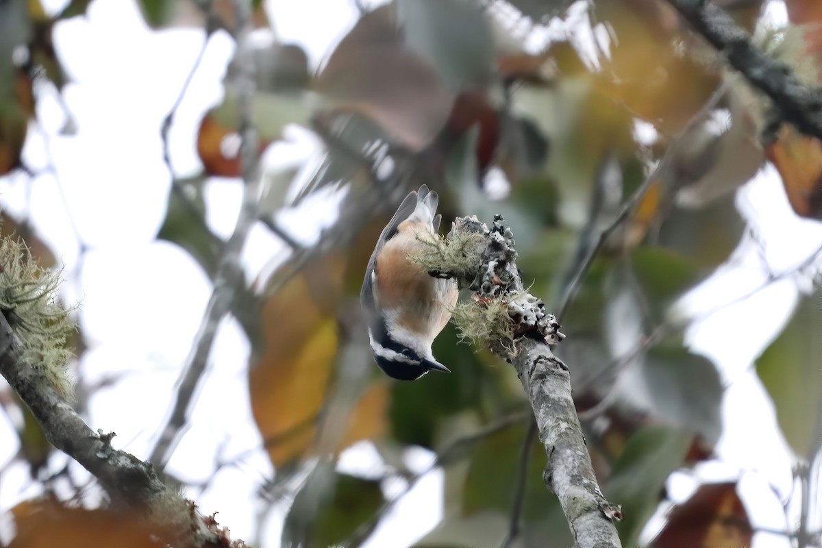 Red-breasted Nuthatch - ML483314221