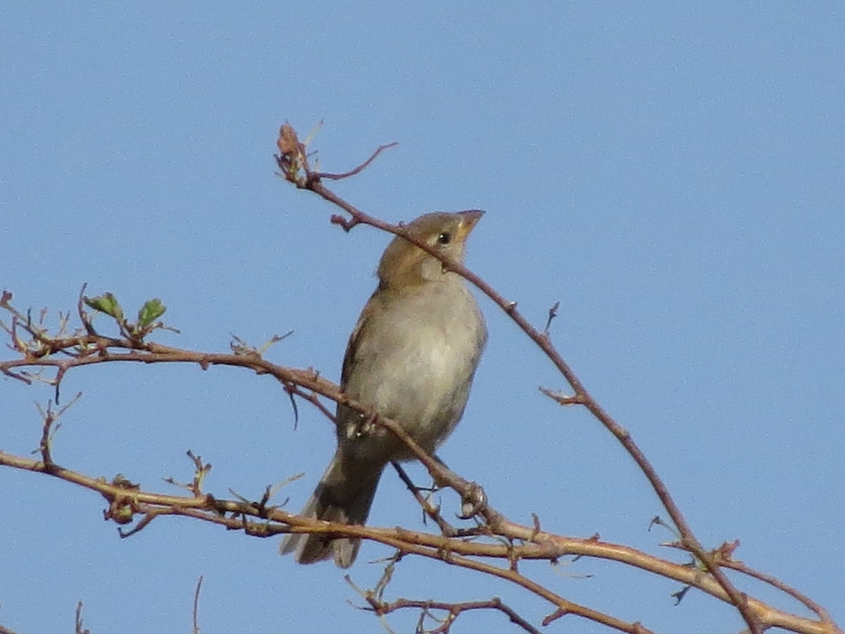 Spanish Sparrow - ML483314321