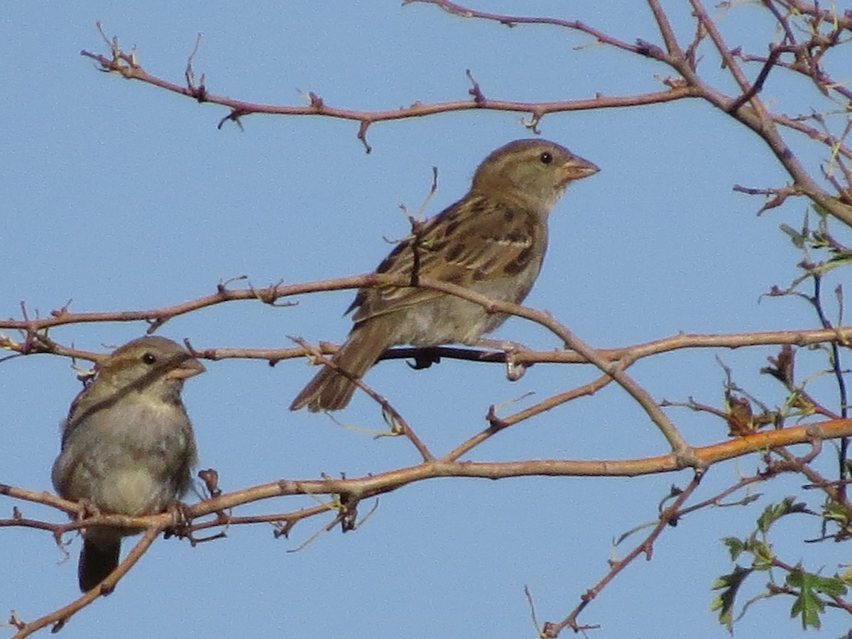 Spanish Sparrow - ML483314331