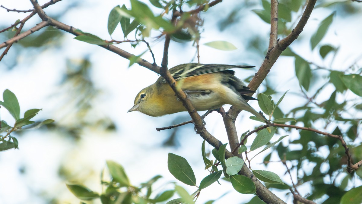 Bay-breasted Warbler - ML483315001