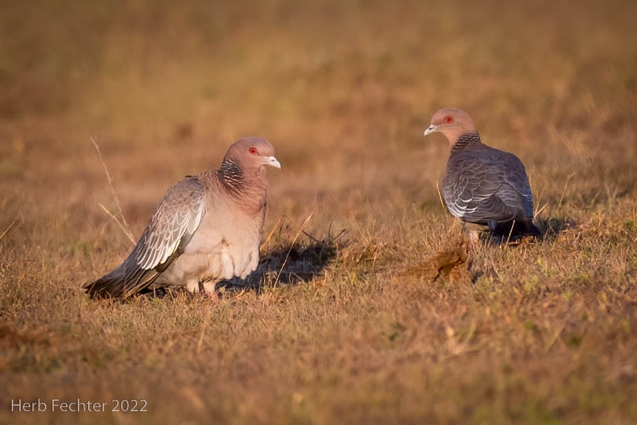 Picazuro Pigeon - ML483315161