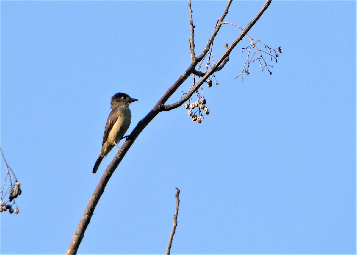 Crested Becard - ML48331571