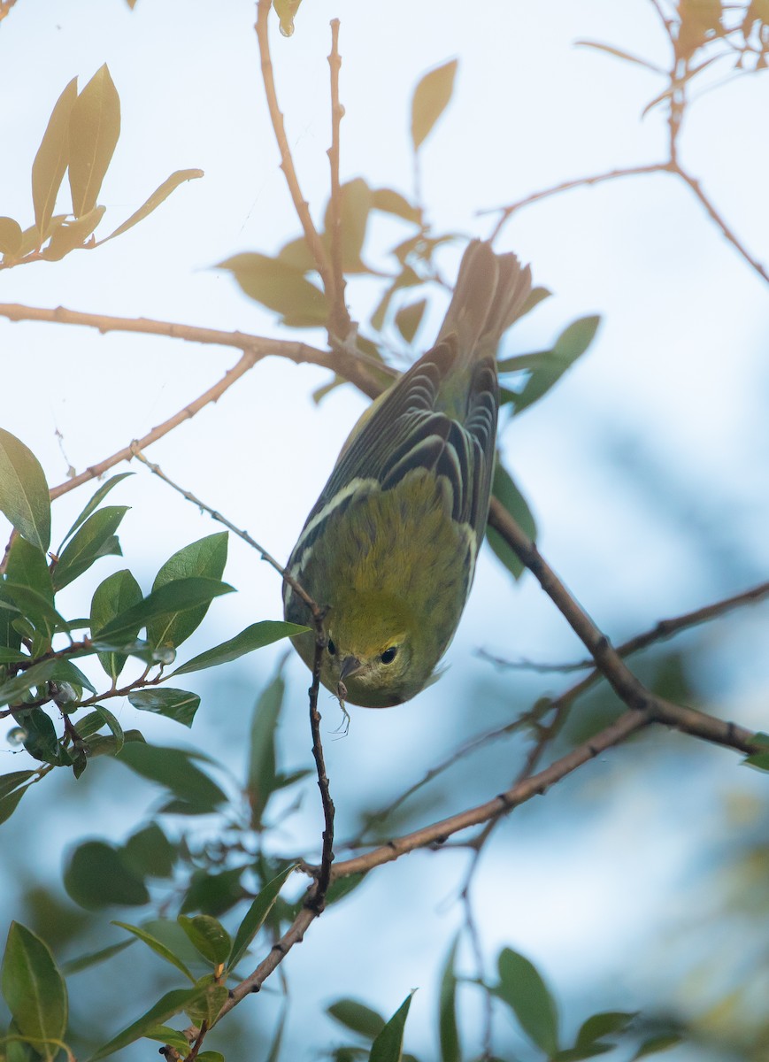 Bay-breasted Warbler - ML483316031