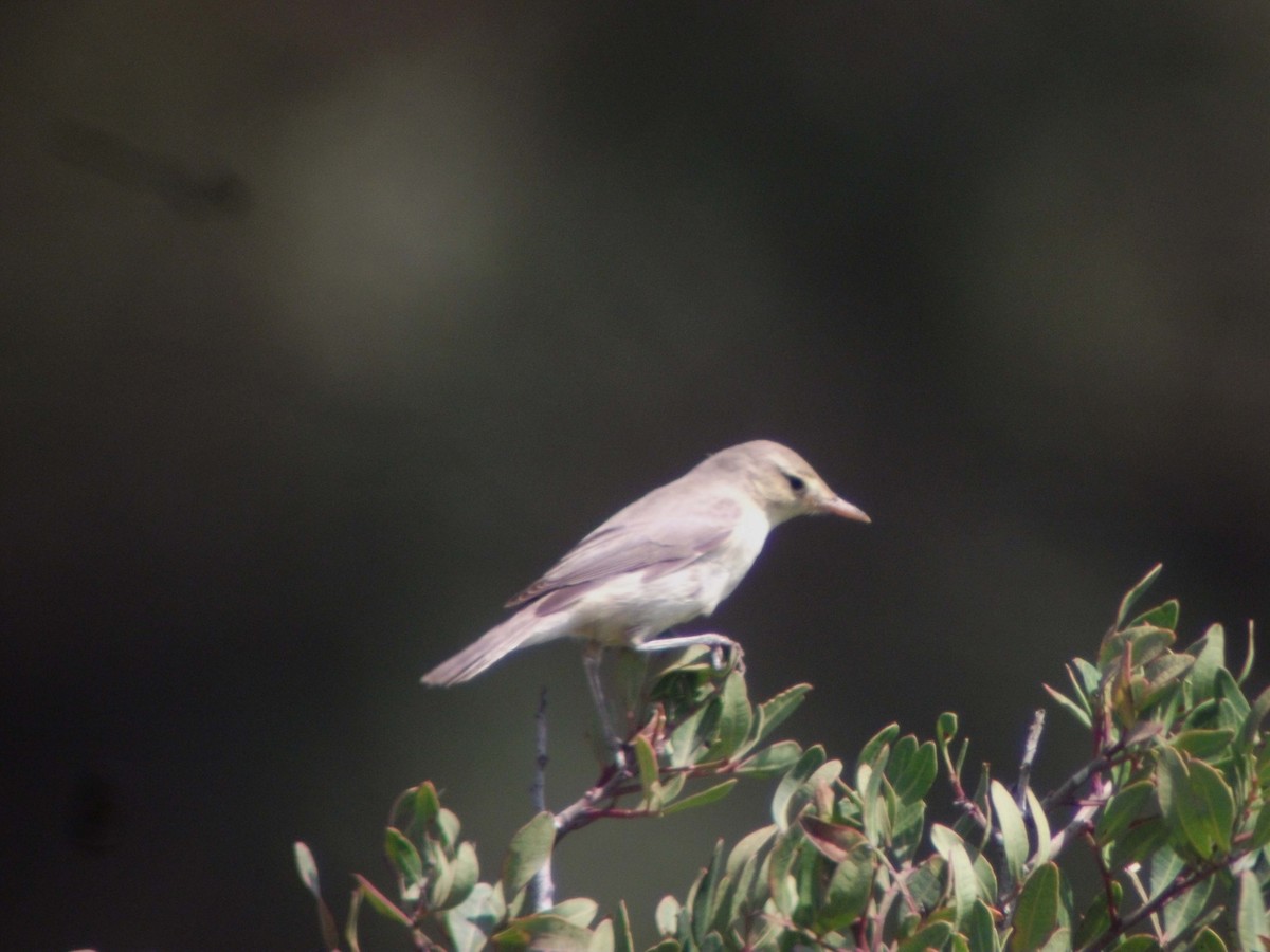 Melodious Warbler - ML483316391