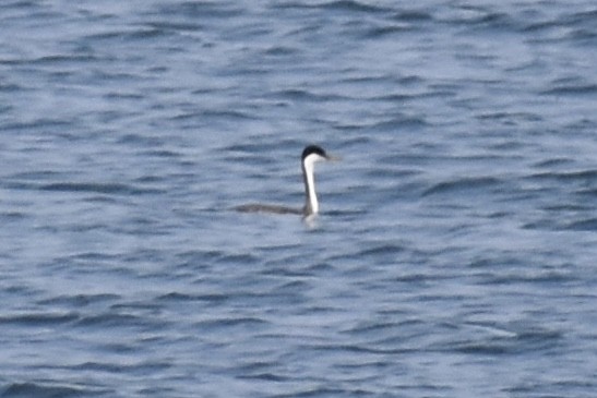 Western Grebe - ML483317351