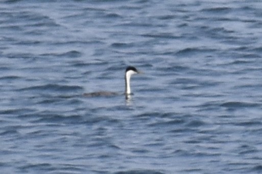 Western Grebe - ML483317361