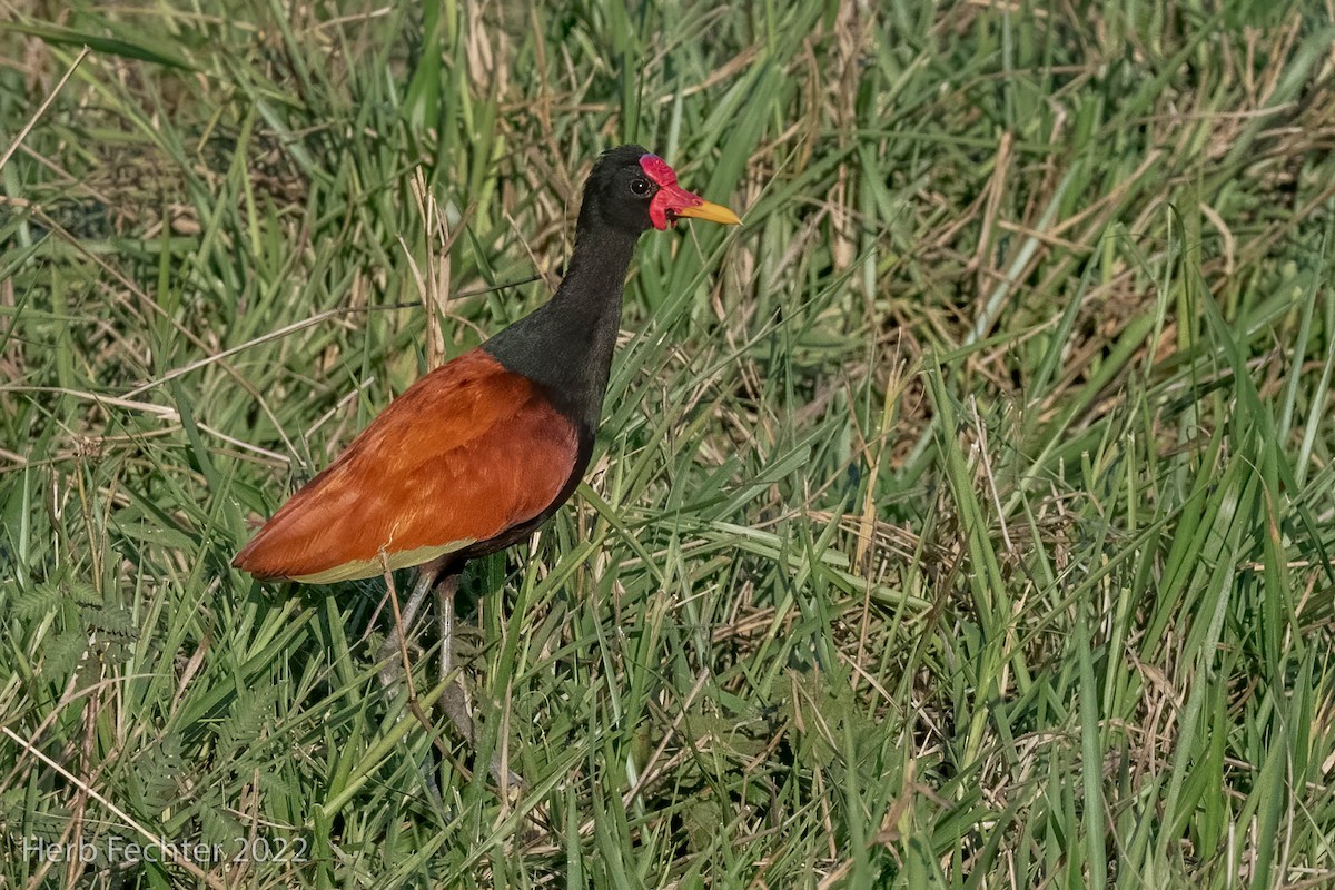 Wattled Jacana - ML483317521