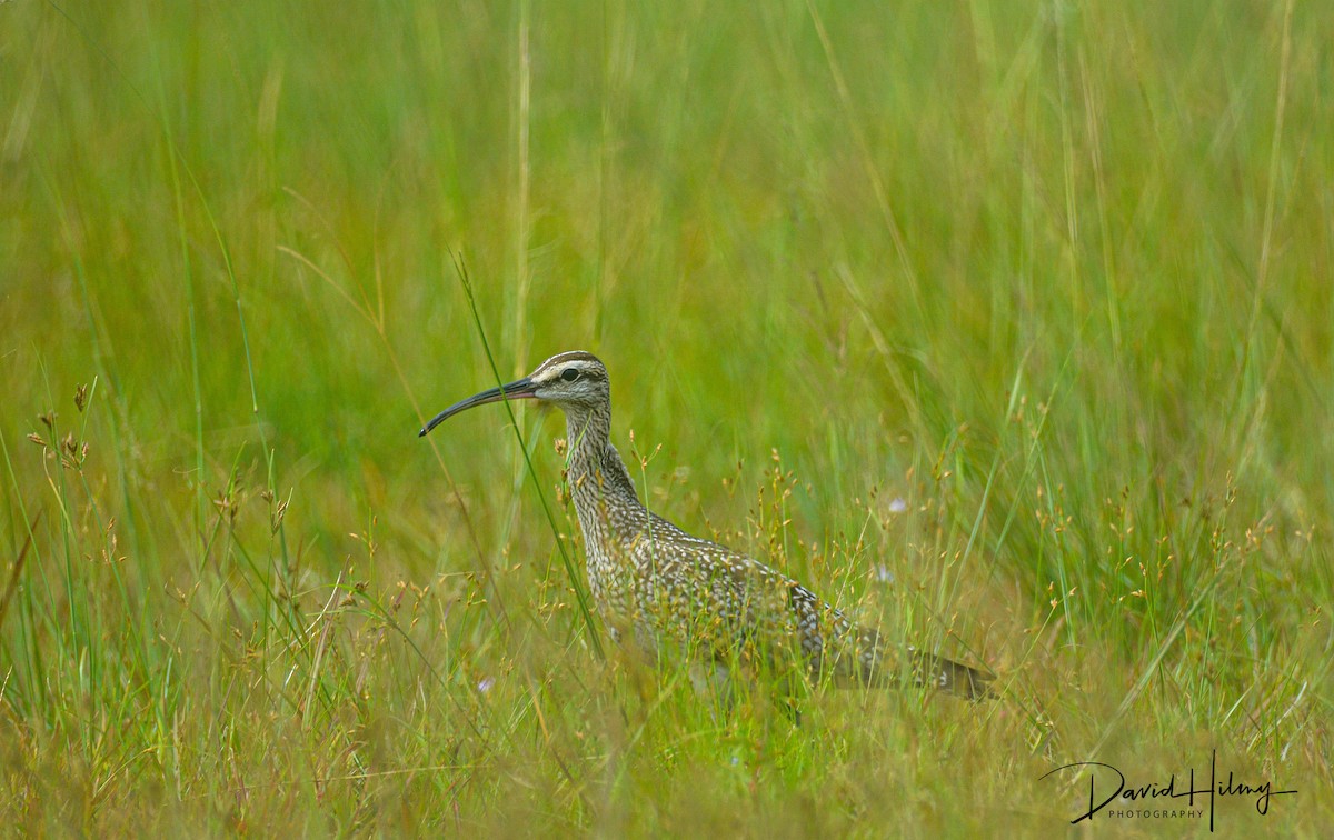 Hudsonian Whimbrel - ML483321261