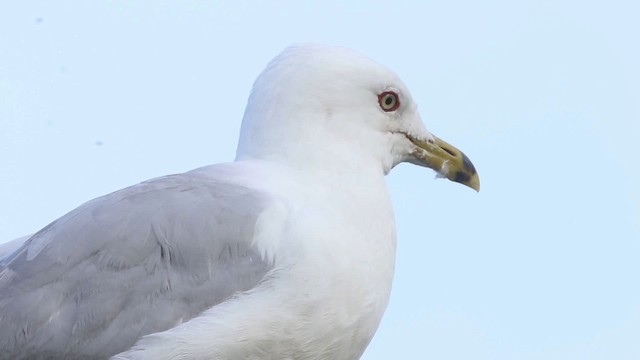 Ring-billed Gull - ML483323