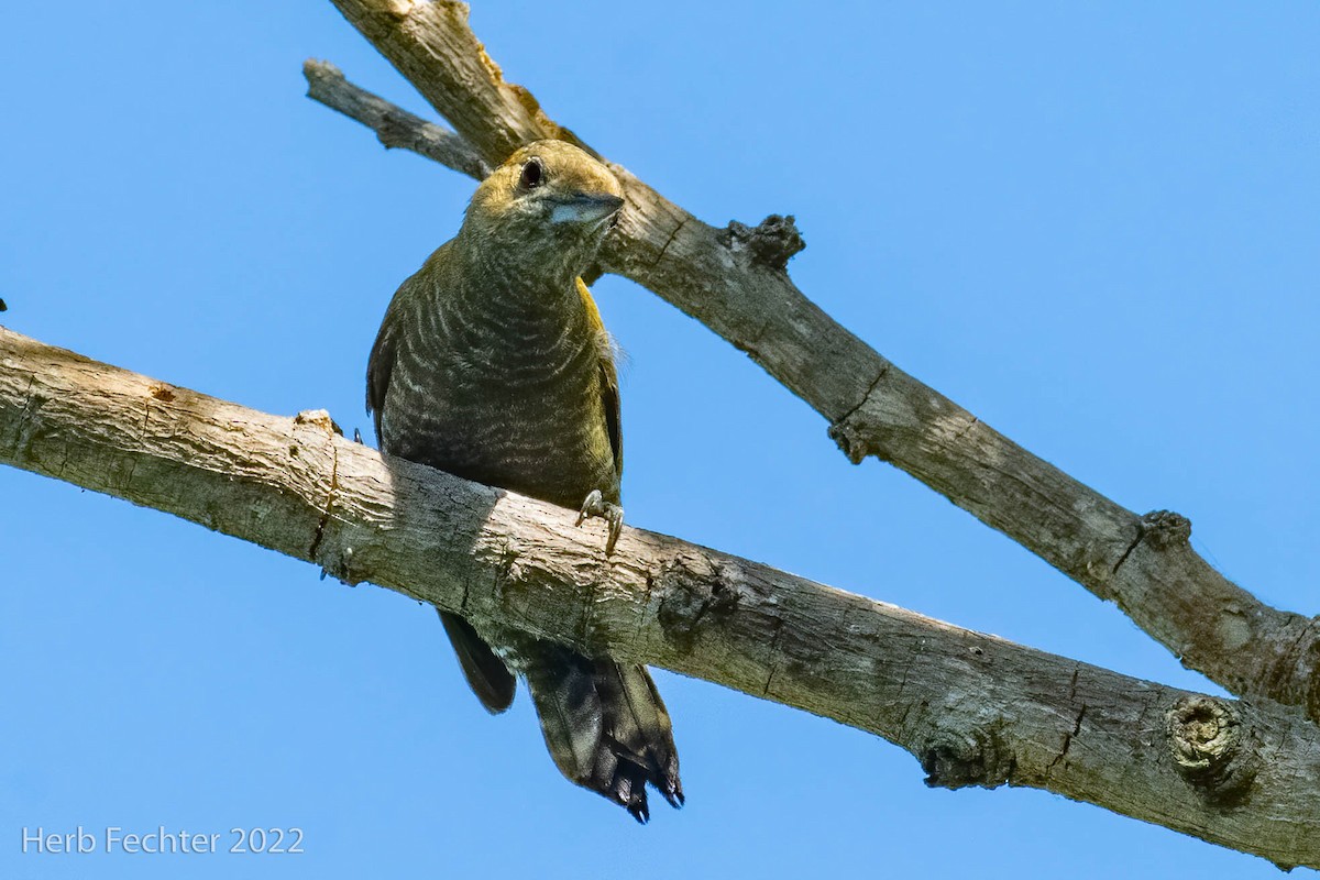 Little Woodpecker - ML483323171