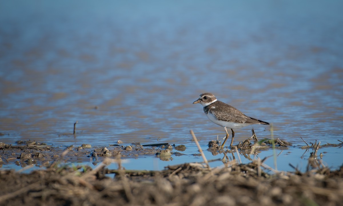 Semipalmated Plover - ML483323551