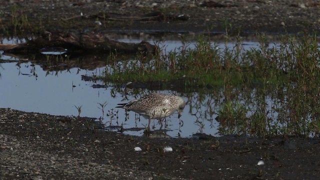 Ring-billed Gull - ML483324