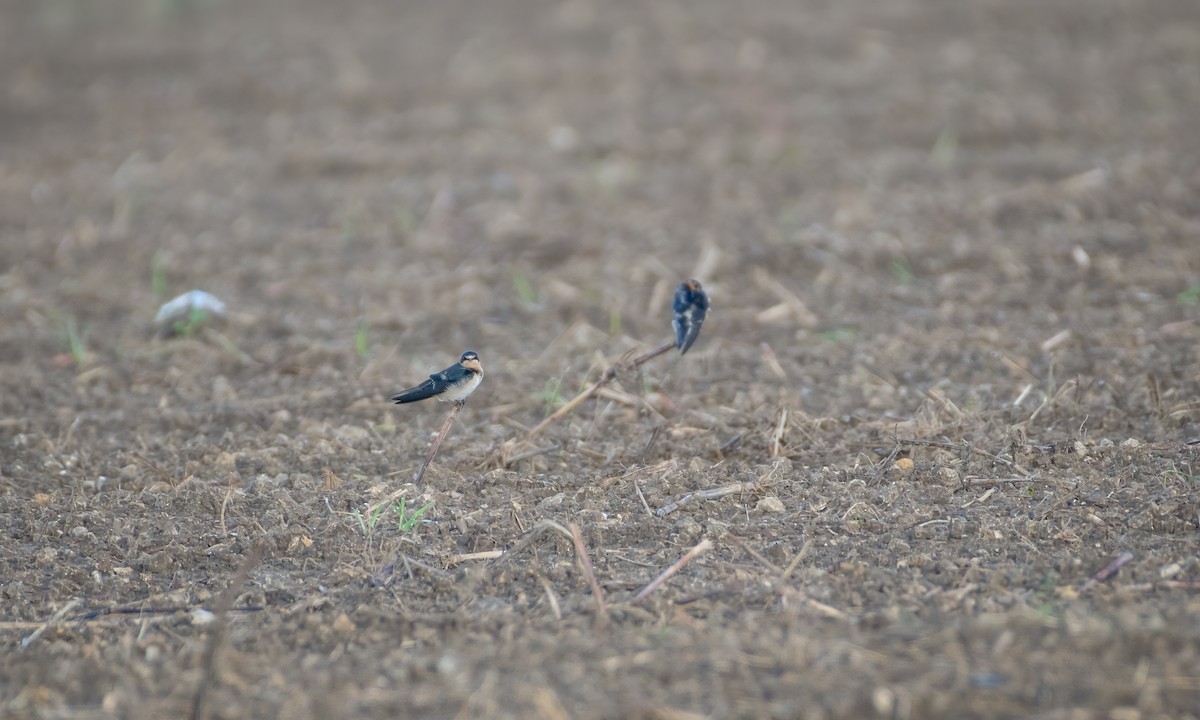 Barn Swallow - ML483324081