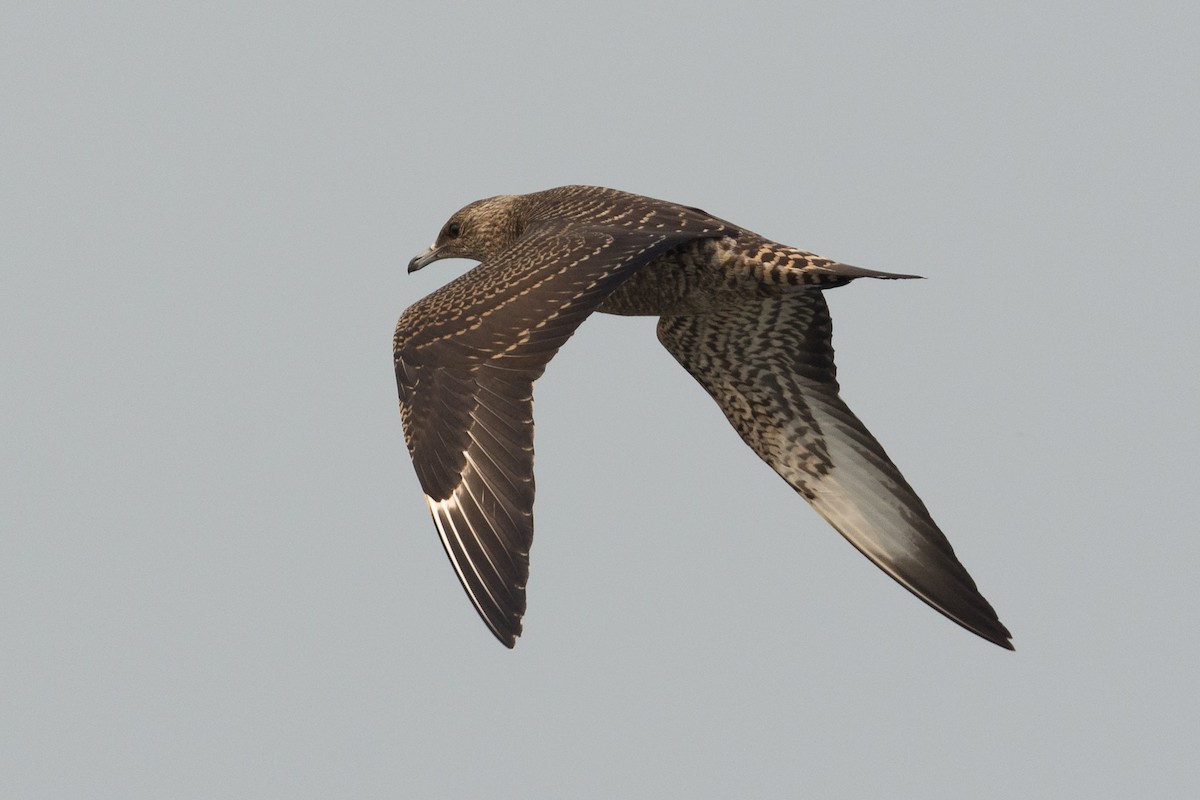 Parasitic Jaeger - Zach Westfall