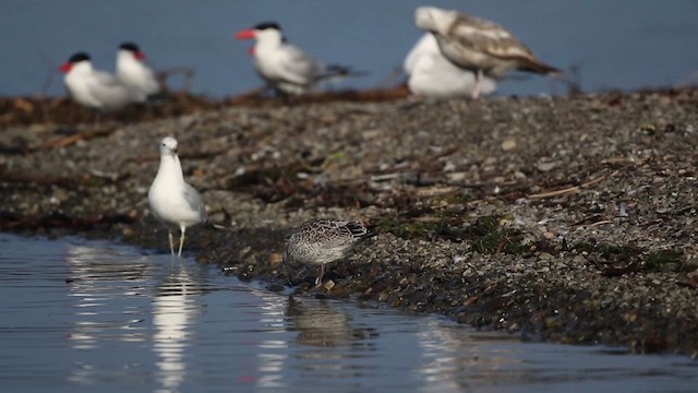 Ring-billed Gull - ML483325