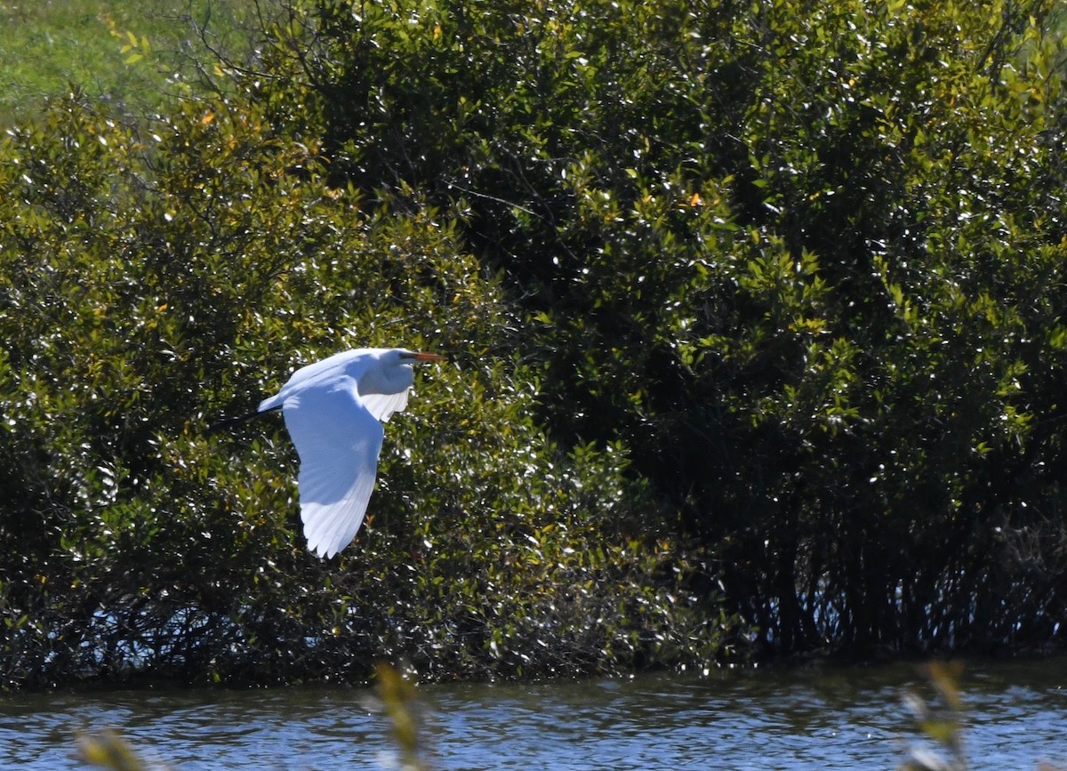 Great Egret - ML483325611