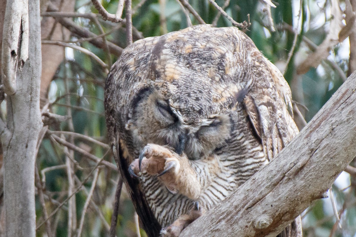 Great Horned Owl - ML483325641