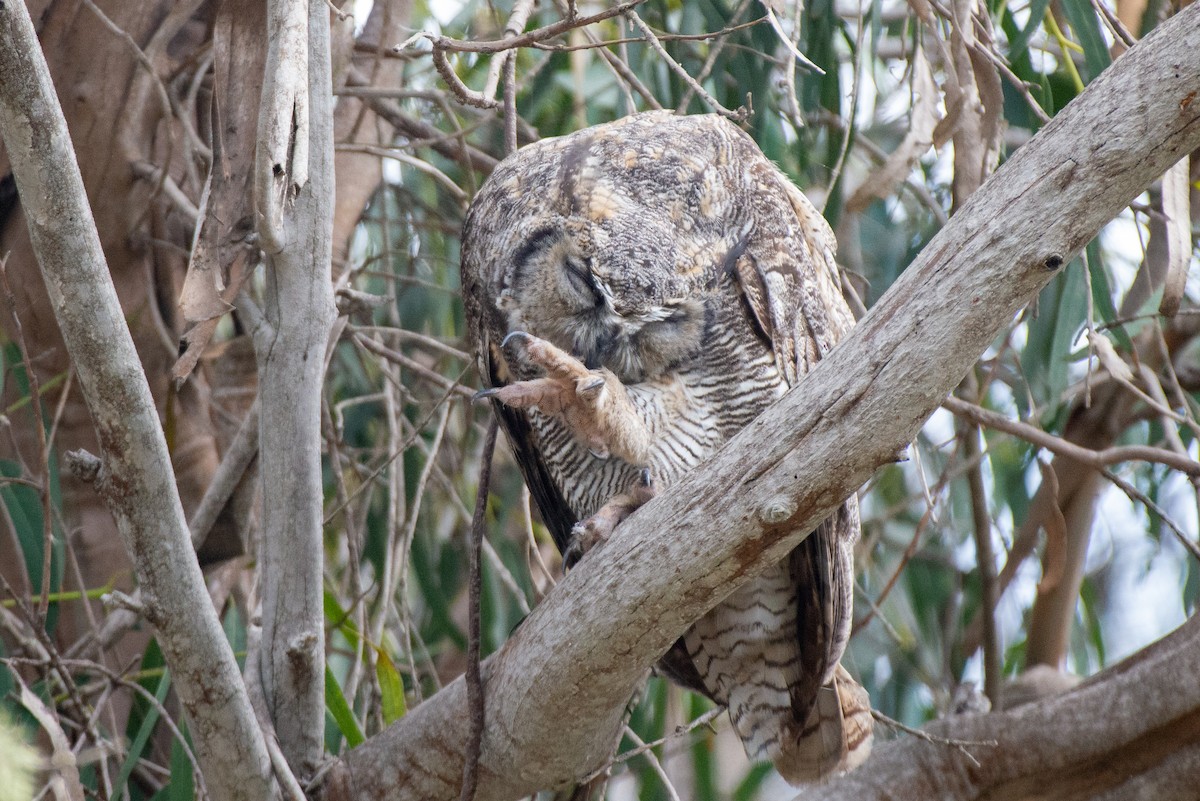 Great Horned Owl - ML483325651