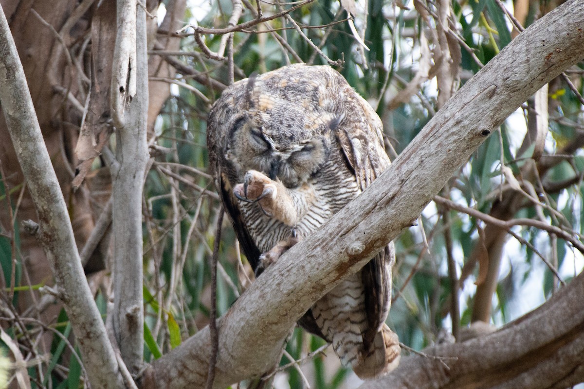 Great Horned Owl - ML483325671