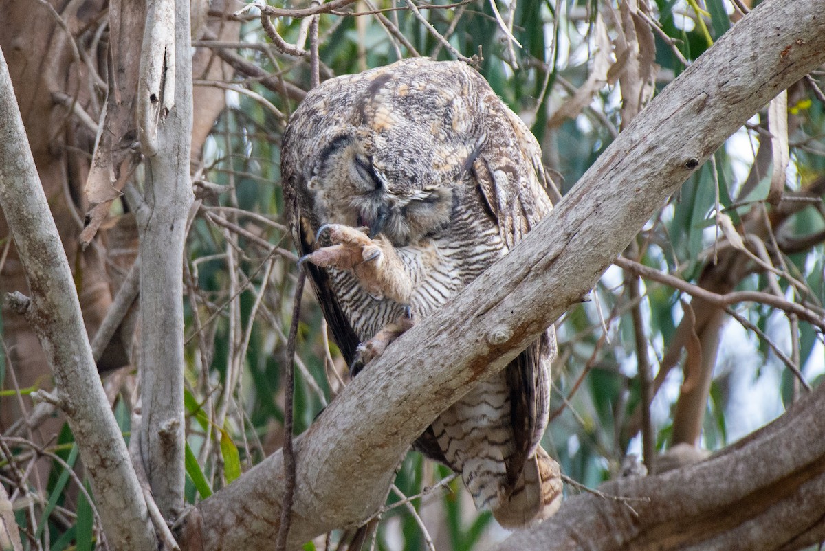 Great Horned Owl - ML483325681