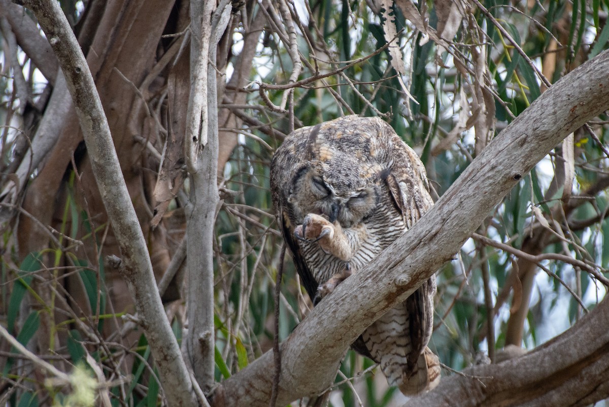 Great Horned Owl - ML483325691