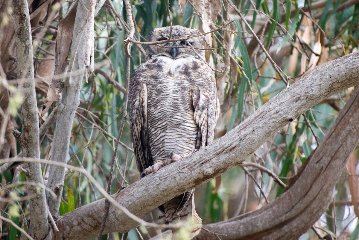 Great Horned Owl - ML483325701