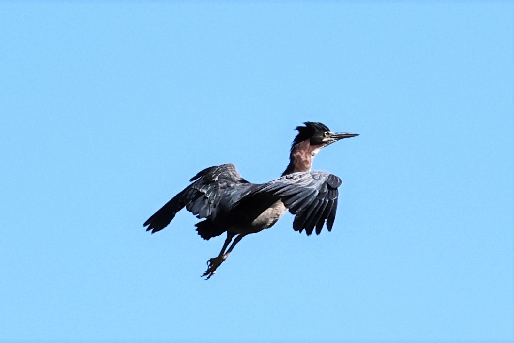 Green Heron - ML483325791