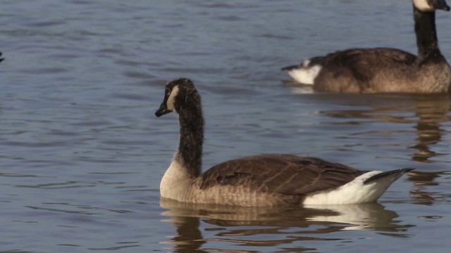 Canada Goose - ML483326