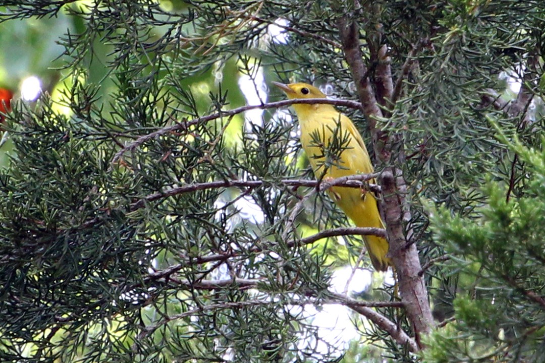 Yellow Warbler - ML483327211