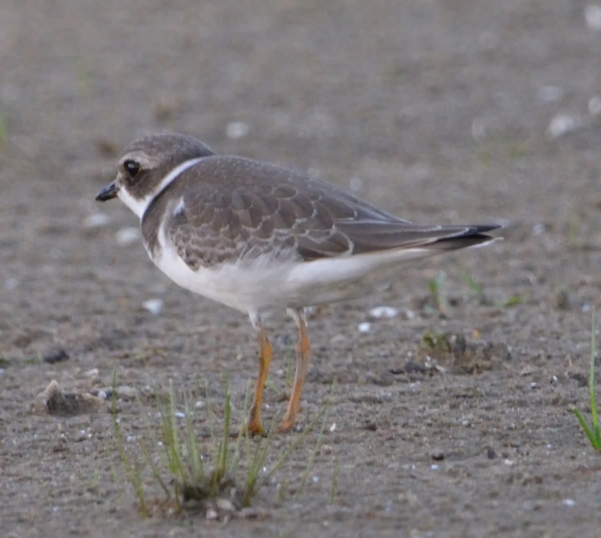 Semipalmated Plover - ML483327541