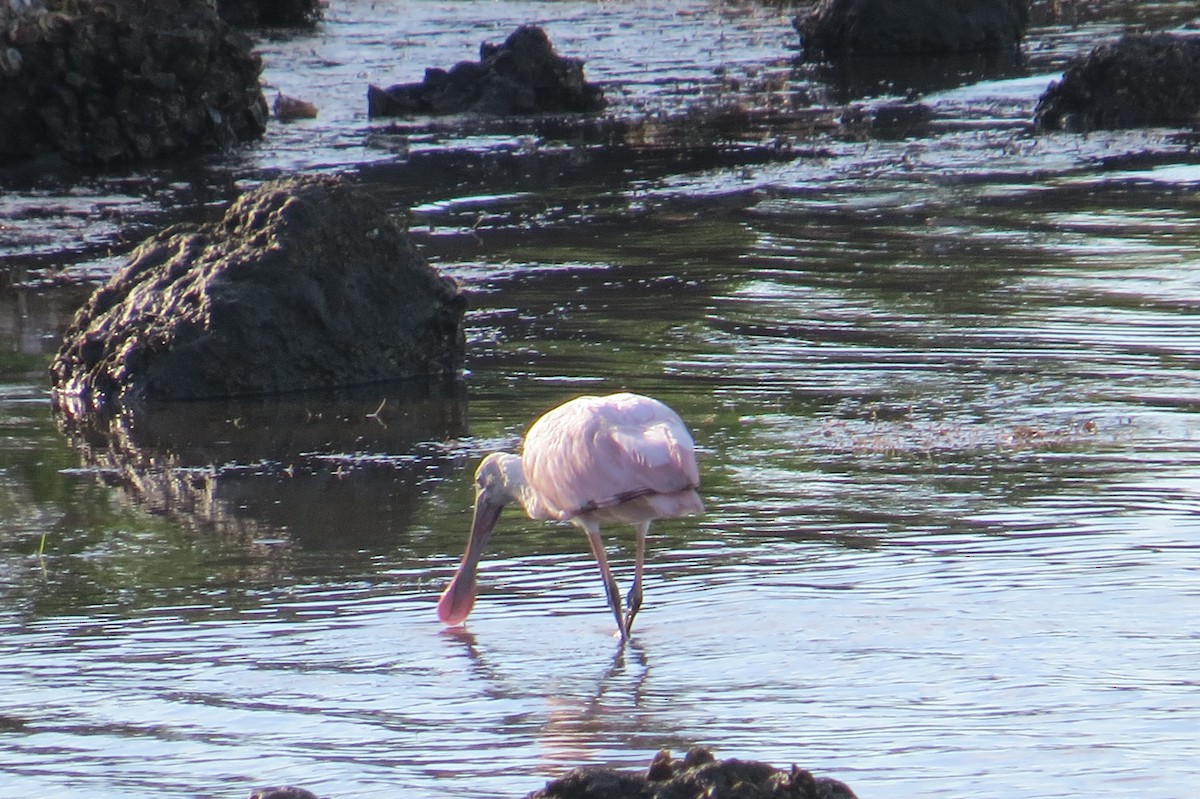 Roseate Spoonbill - ML483328591