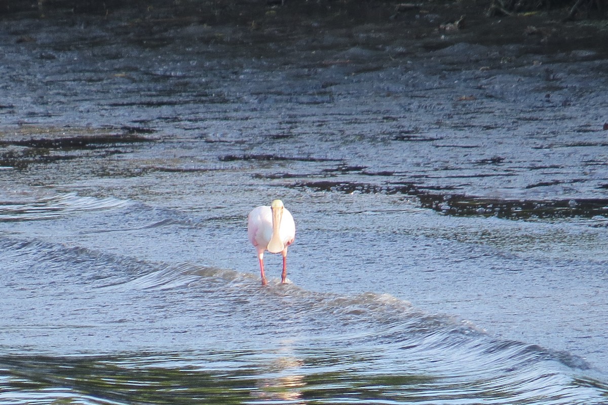 Roseate Spoonbill - David & Jill Kaminski