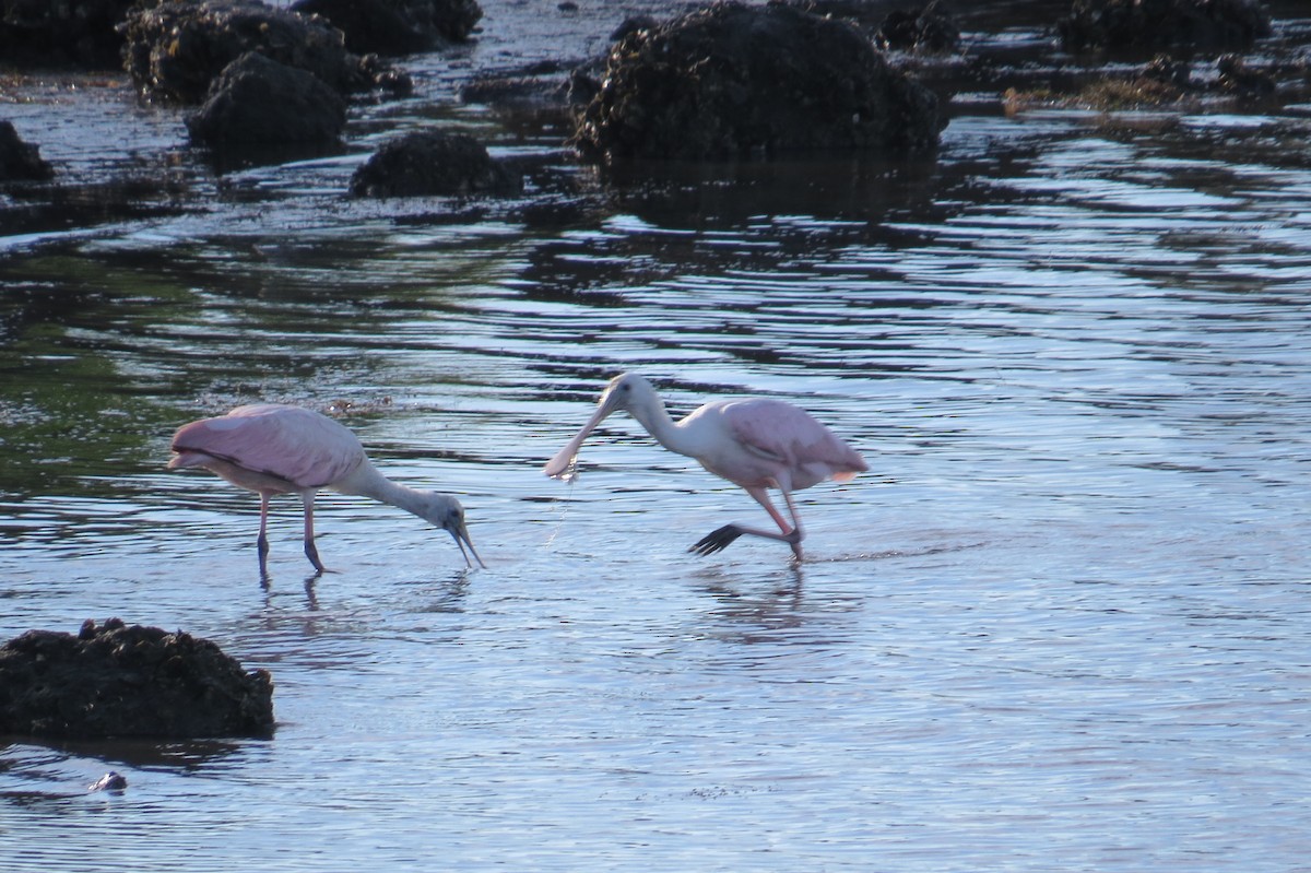 Roseate Spoonbill - David & Jill Kaminski