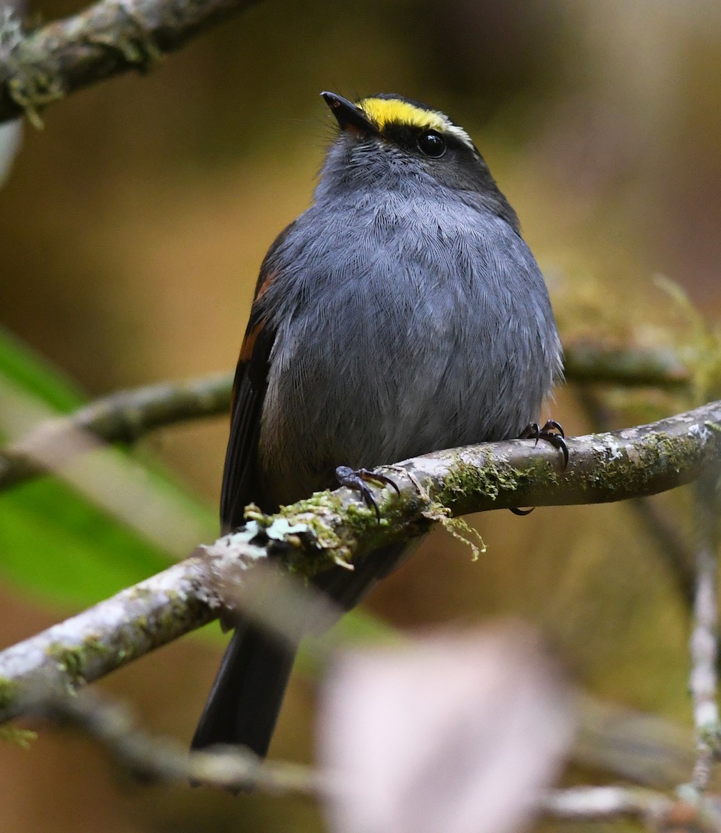 Golden-browed Chat-Tyrant - Joshua Vandermeulen