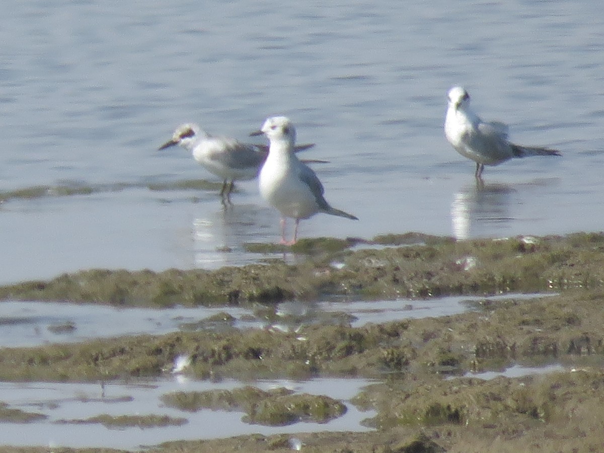 Bonaparte's Gull - ML483329411