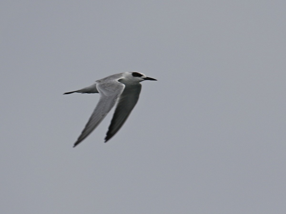 Forster's Tern - ML483329521