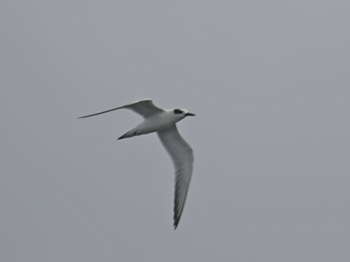 Forster's Tern - Stephen Mirick