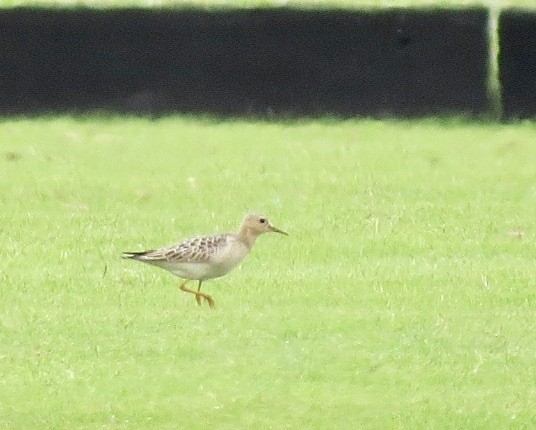 Buff-breasted Sandpiper - ML483331071