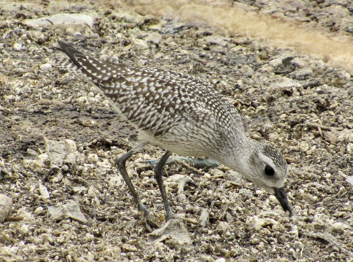 Black-bellied Plover - ML483332691