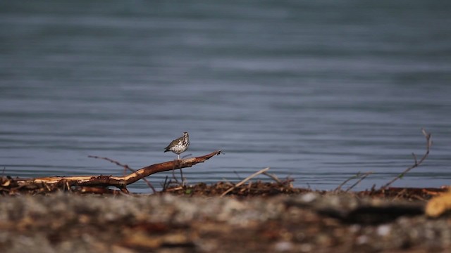 Spotted Sandpiper - ML483333