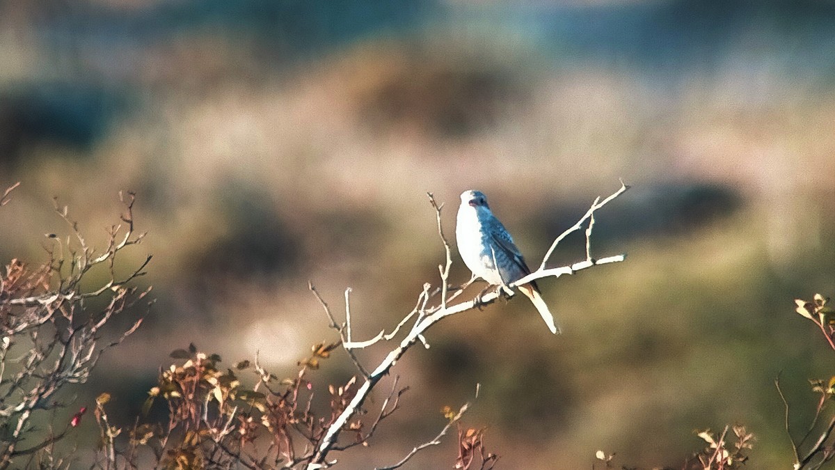 Woodchat Shrike - ML483333491