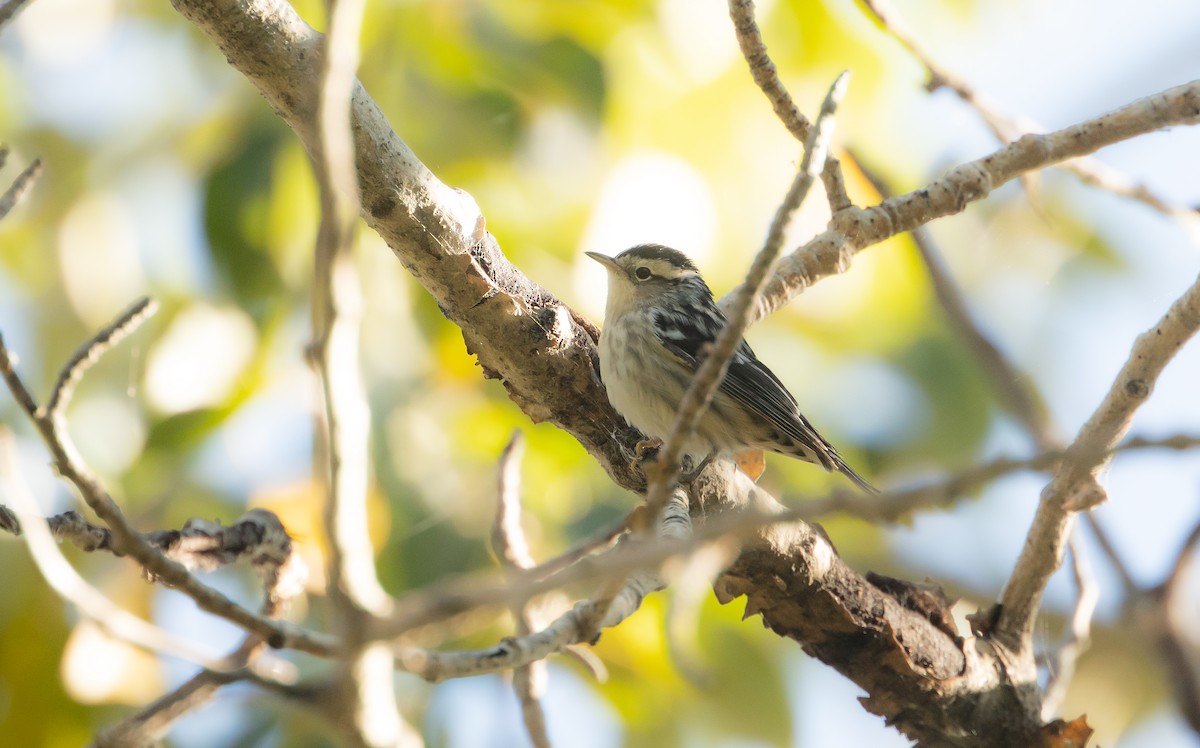 Black-and-white Warbler - ML483333571