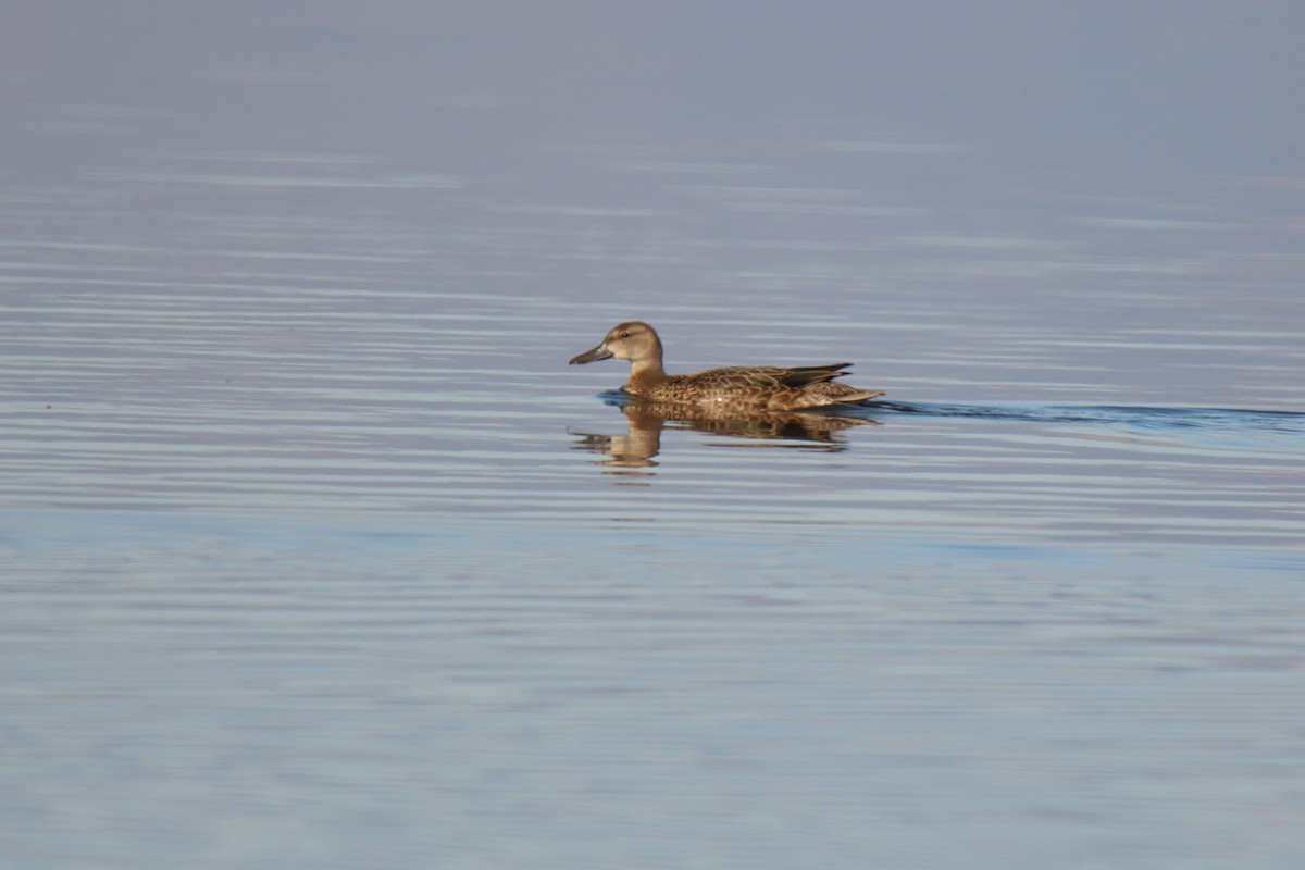 Blue-winged Teal - ML483333641