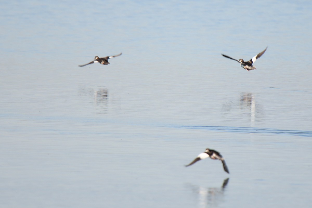 Bufflehead - ML483334541