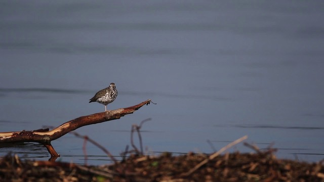 Spotted Sandpiper - ML483335