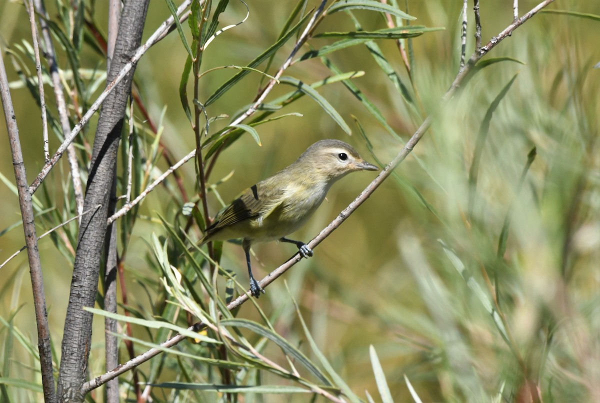 Warbling Vireo - Janine McCabe