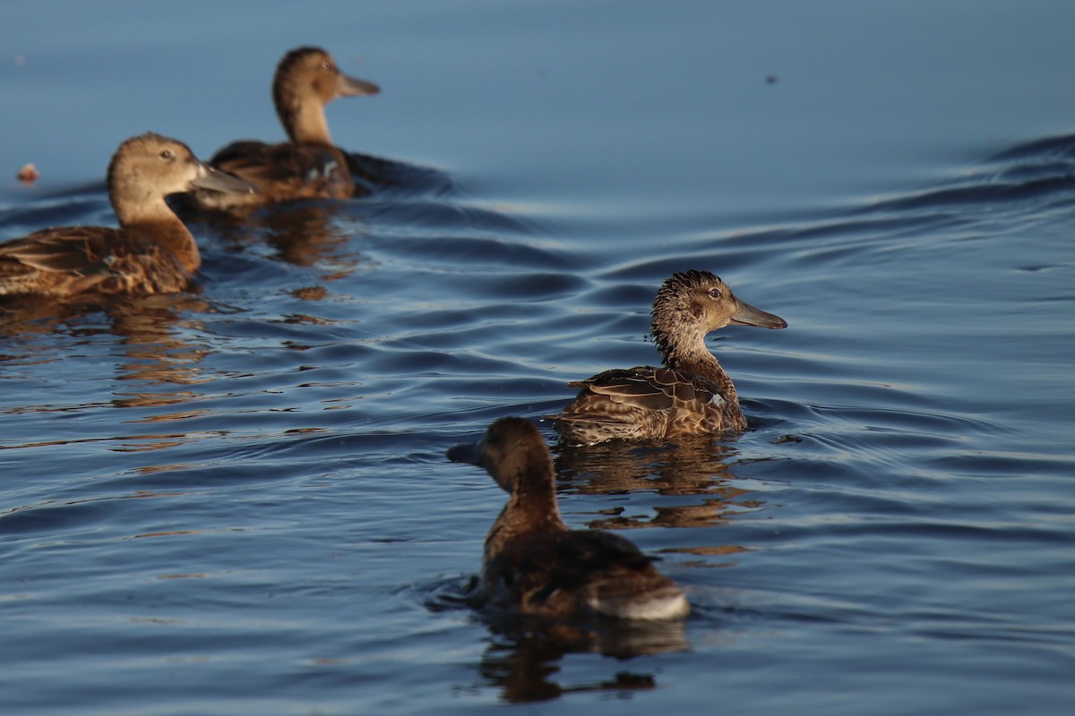 Blue-winged Teal - ML483335321
