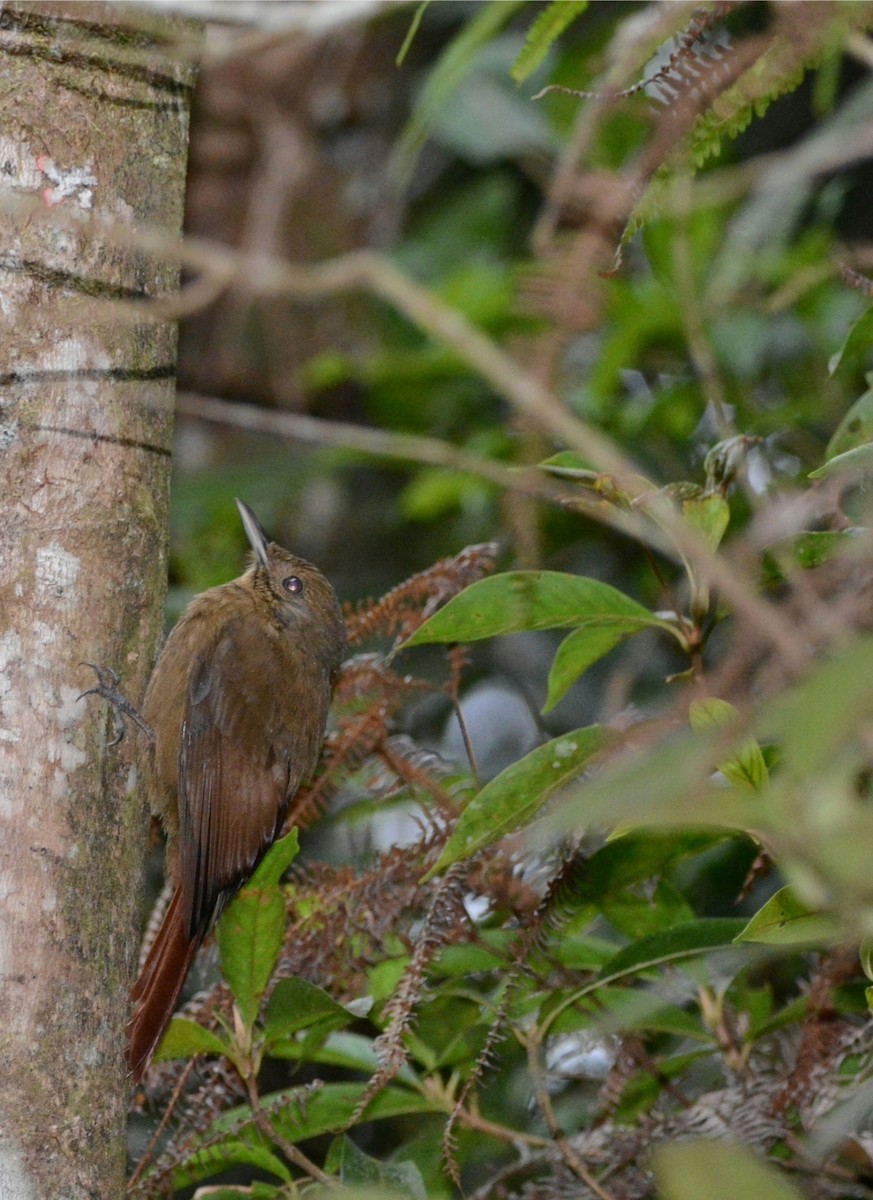 Plain-winged Woodcreeper (Plain-winged) - ML483335771