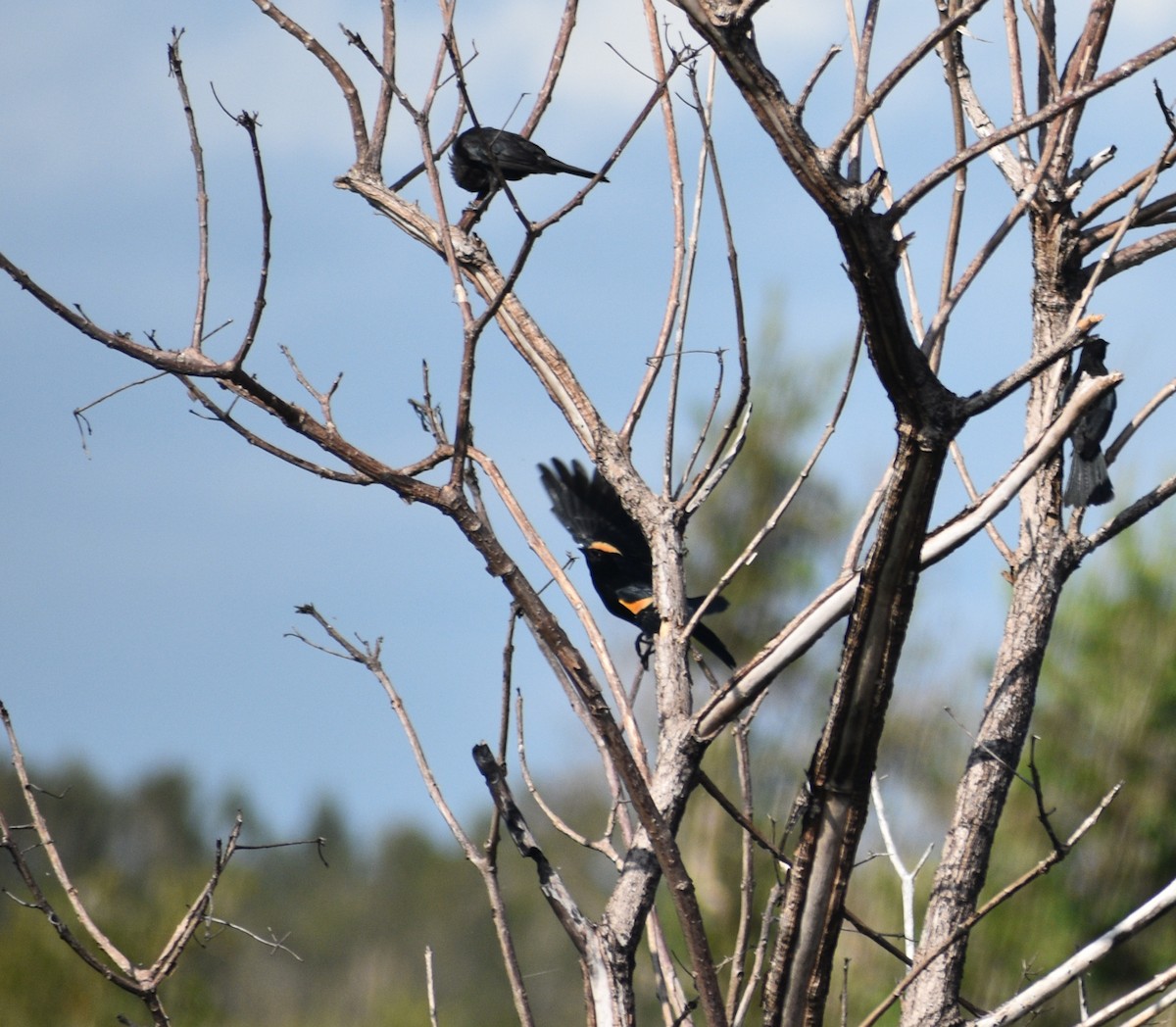 Red-shouldered Blackbird - ML483337081